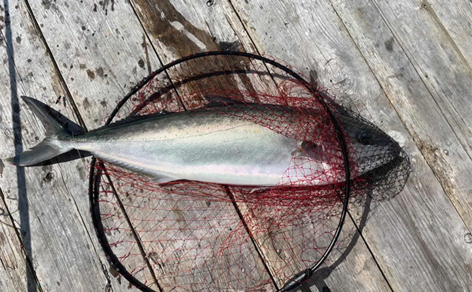 海上釣り堀で78cmヒラマサ御用【三重・傅八屋】イサキは脈釣りでツ抜け達成