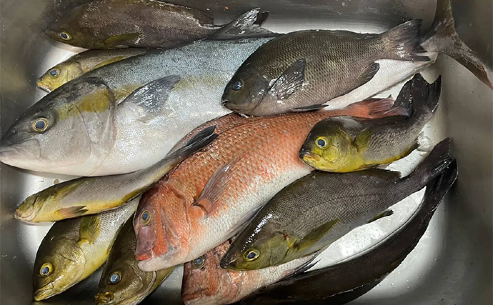 海上釣り堀で78cmヒラマサ御用【三重・傅八屋】イサキは脈釣りでツ抜け達成
