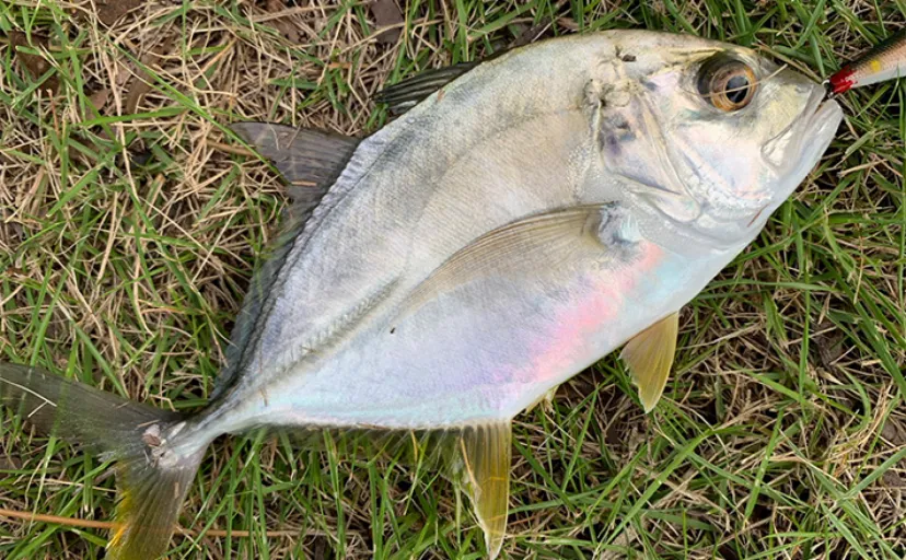 メッキ狙いのルアー釣りでロウニンアジと対面【三重・霞ヶ浦】ミノーにヒット
