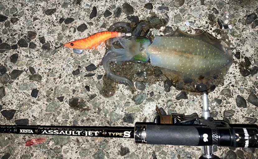 伊豆エリアのエギングで秋アオリイカ連続キャッチ　夜釣りは手感度が大事