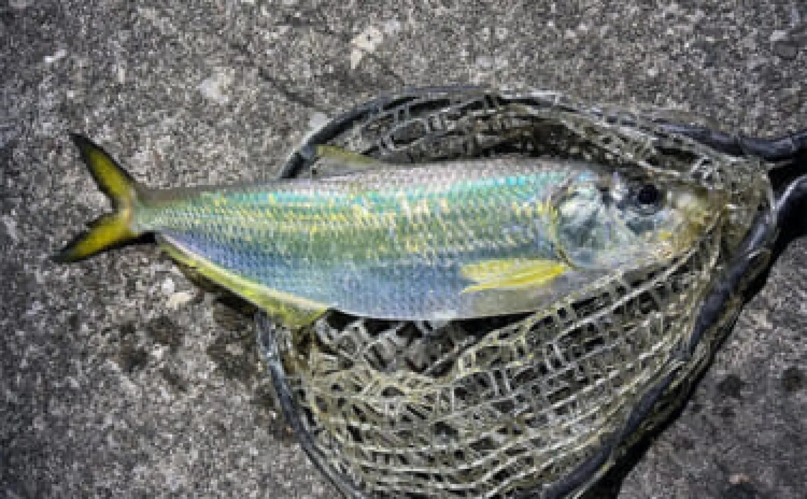 漁港でのルアー釣りで51cm頭にヒラ（有明ターポン）2尾手中【熊本・上天草】