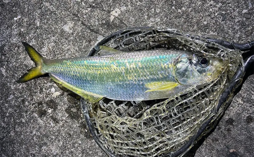 漁港でのルアー釣りで51cm頭にヒラ（有明ターポン）2尾手中【熊本・上天草】