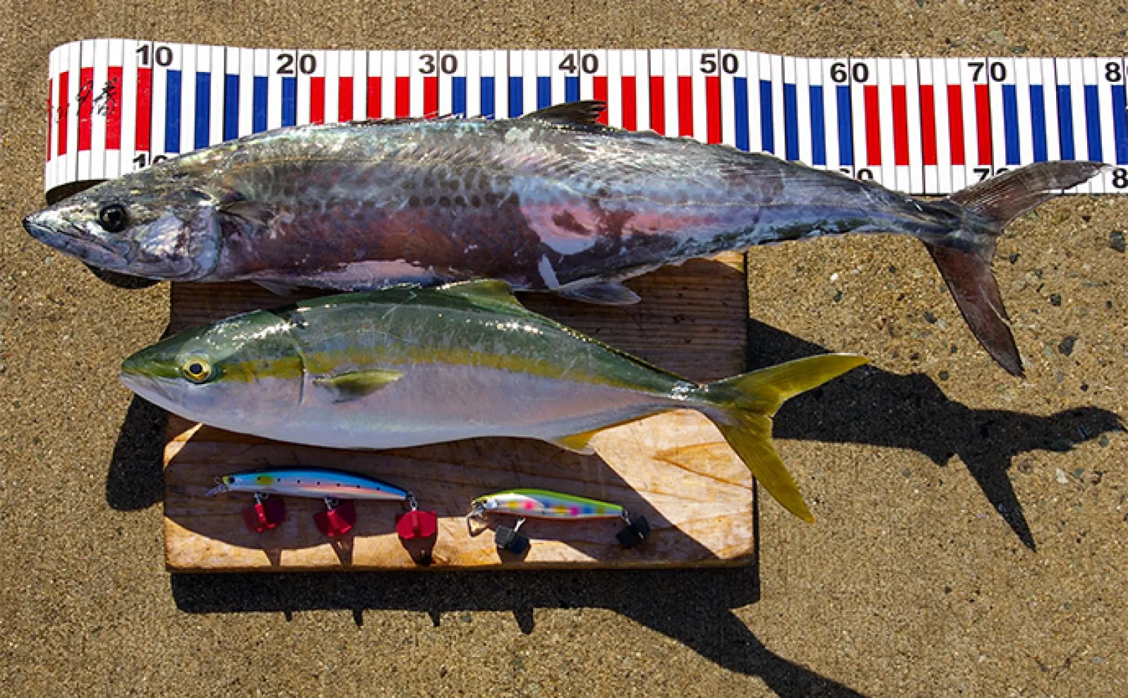 サイズによって名前が変わる出世魚3選【ブリ・サワラ・スズキ】地域でも違いあり