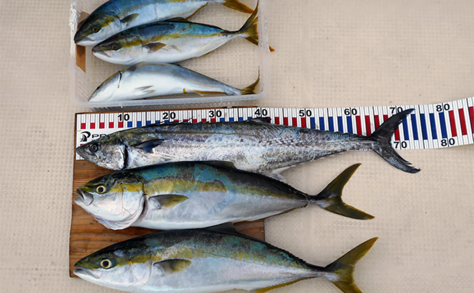 サイズによって名前が変わる出世魚3選【ブリ・サワラ・スズキ】地域でも違いあり