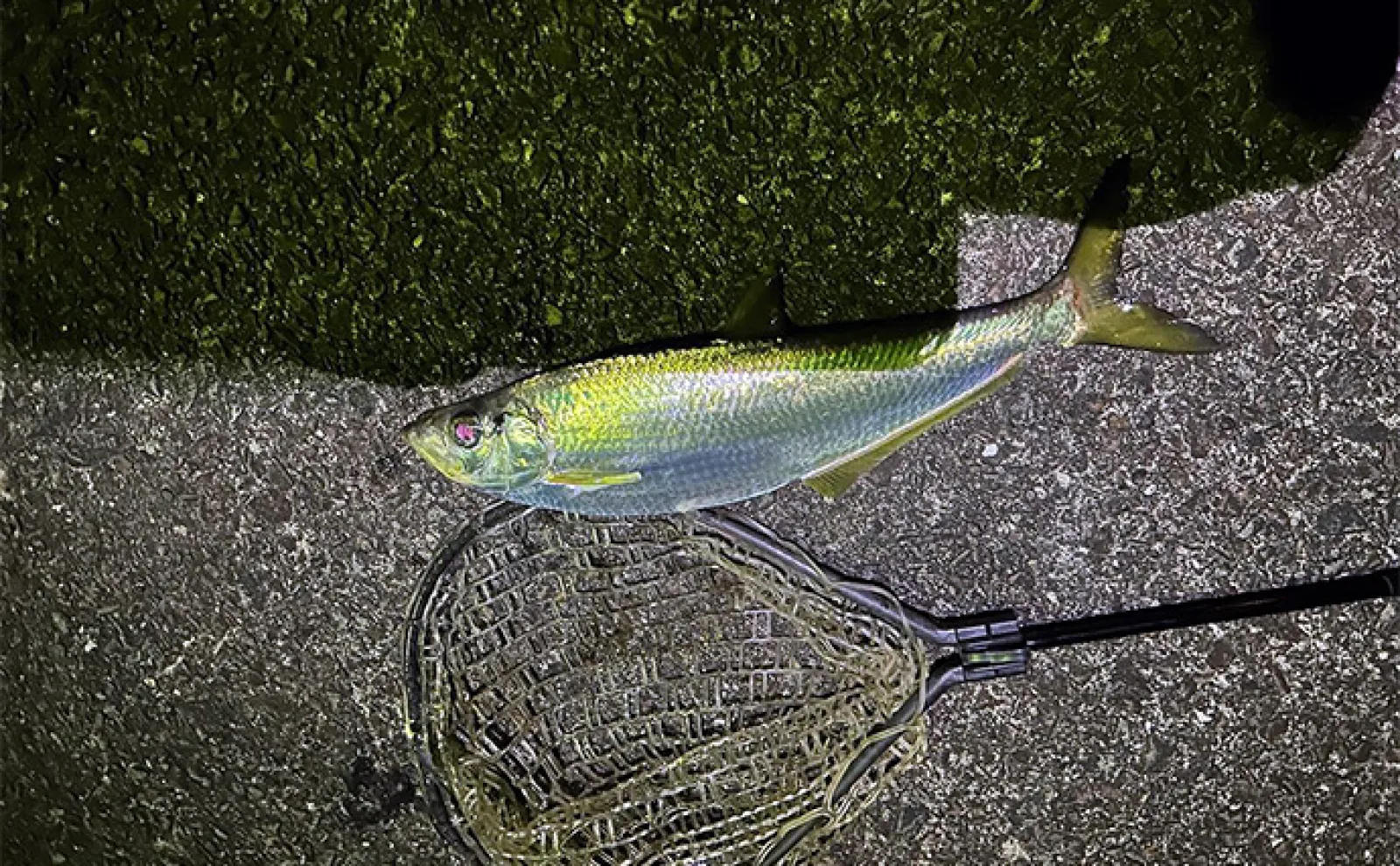漁港でのルアー釣りで51cm頭にヒラ(有明ターポン)2尾手中【熊本・上天草】
