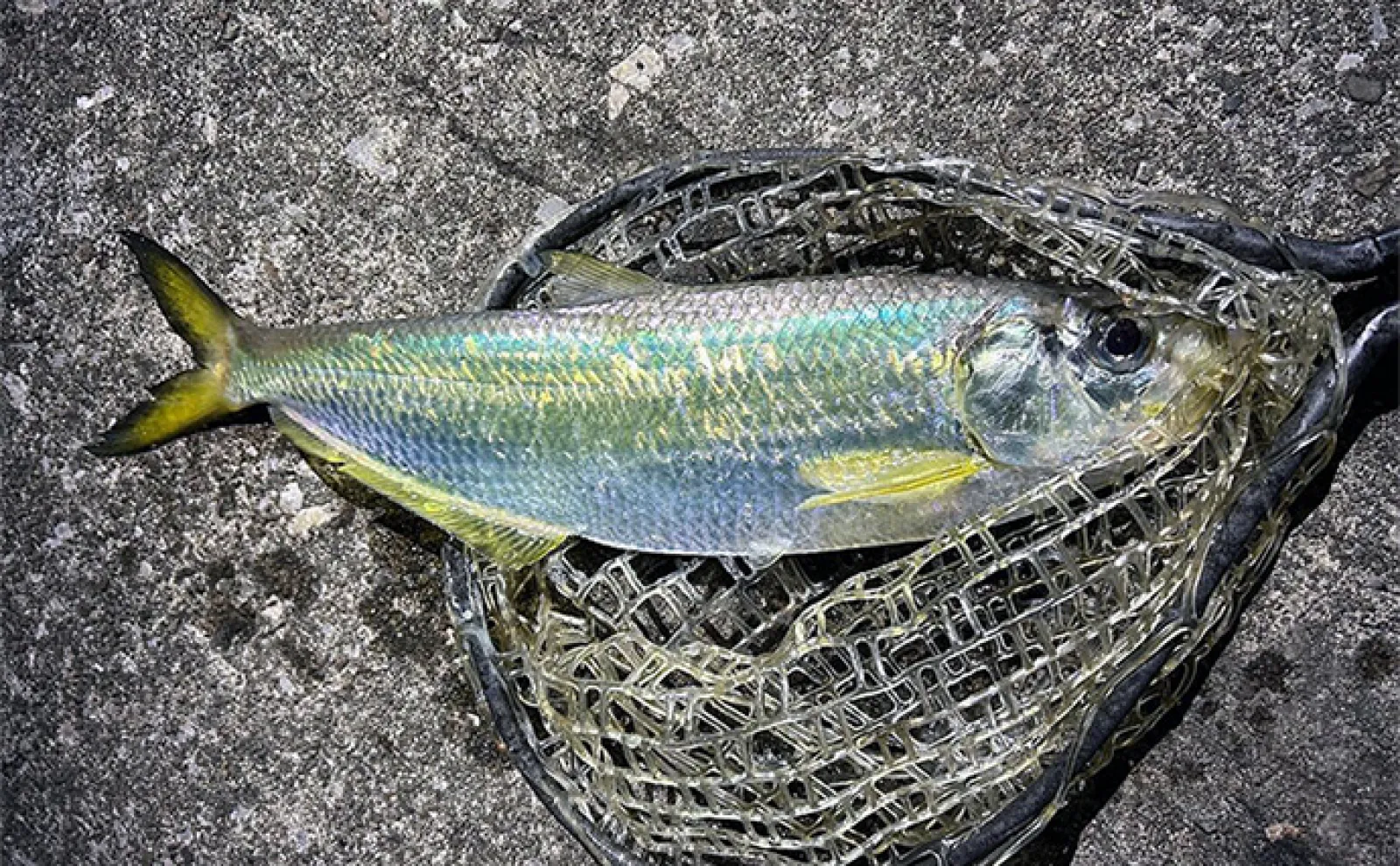 漁港でのルアー釣りで51cm頭にヒラ(有明ターポン)2尾手中【熊本・上天草】