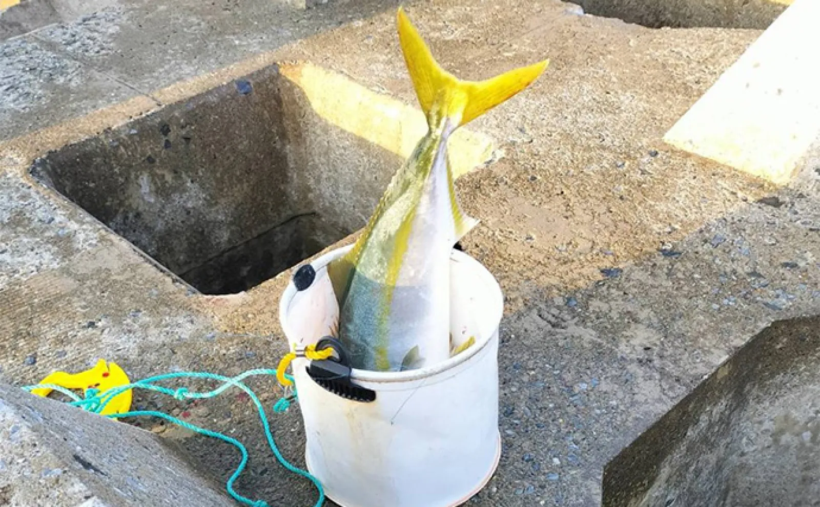 陸っぱりルアー釣りで67cmワラサを手中【青森】シンキングミノーにヒット