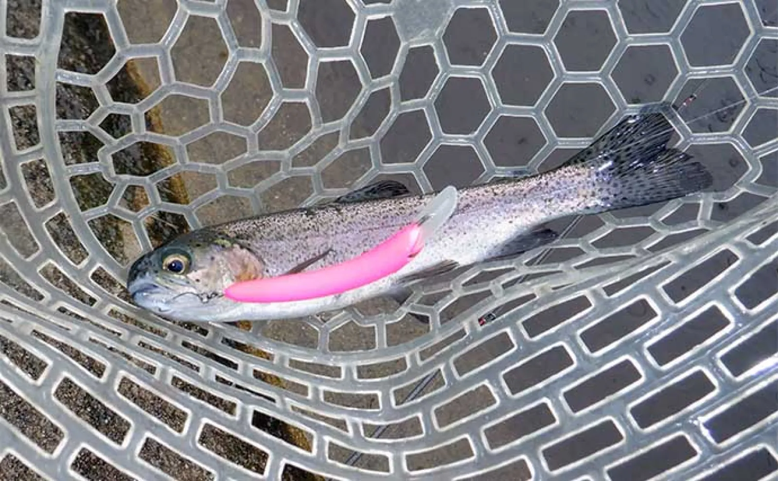 釣れる【エリアトラウト用クランク8選】 実績抜群のおすすめ 釣れる【エリアトラウト用クランク8選】 実績抜群のおすすめ