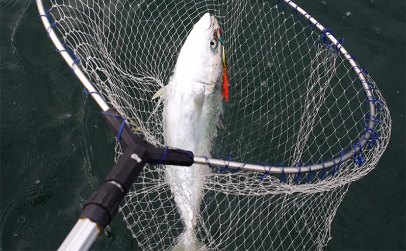 明石沖ボートジギング釣行で60cm超えメジロ筆頭にブリ族を好キャッチ【兵庫】