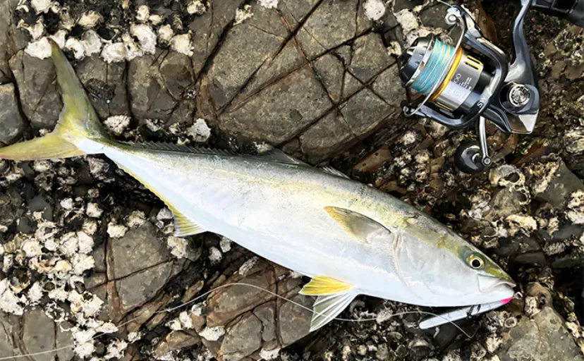 地磯でのルアー釣行で70cm「ブリ」登場【熊本・天草】ダイビングペンシルで手中