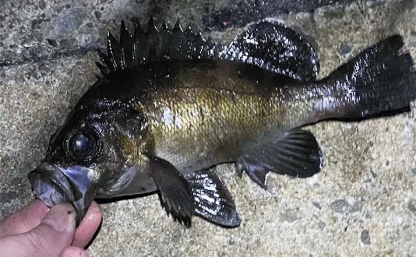 大阪湾奥メバリング釣行で22cm級メバルに驚き　早めのシーズン開幕か？