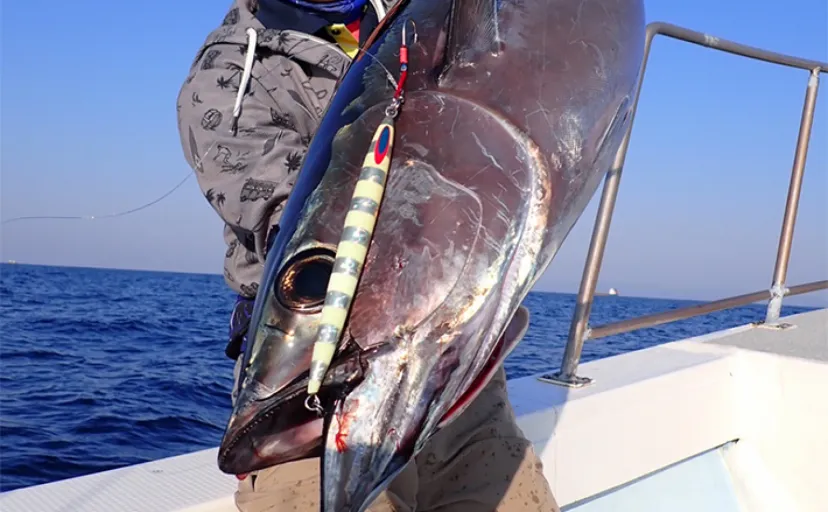 志摩沖トンボジギング釣行で25kg級のビンチョウマグロ浮上【三重・長栄丸】