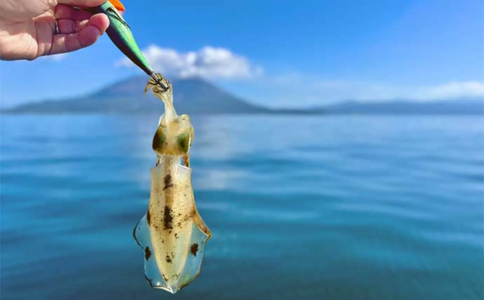 錦江湾タイラバ釣行で良型マダイ含めて8魚種キャッチ【鹿児島・遊漁船Jumbo】