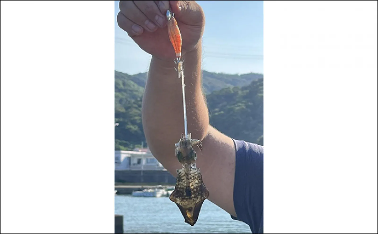 堤防エギング&アジング釣行で両本命キャッチ成功【和歌山】イカはトンカツサイズまで