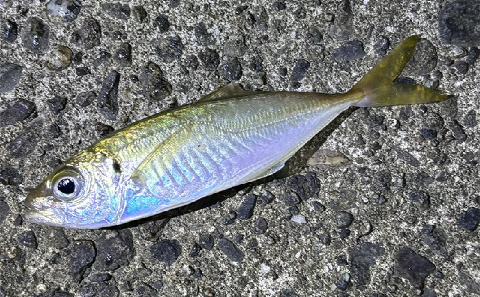 「アジングは難しい」と思っているあなたへ　初めてのアジ爆釣でわかったこと