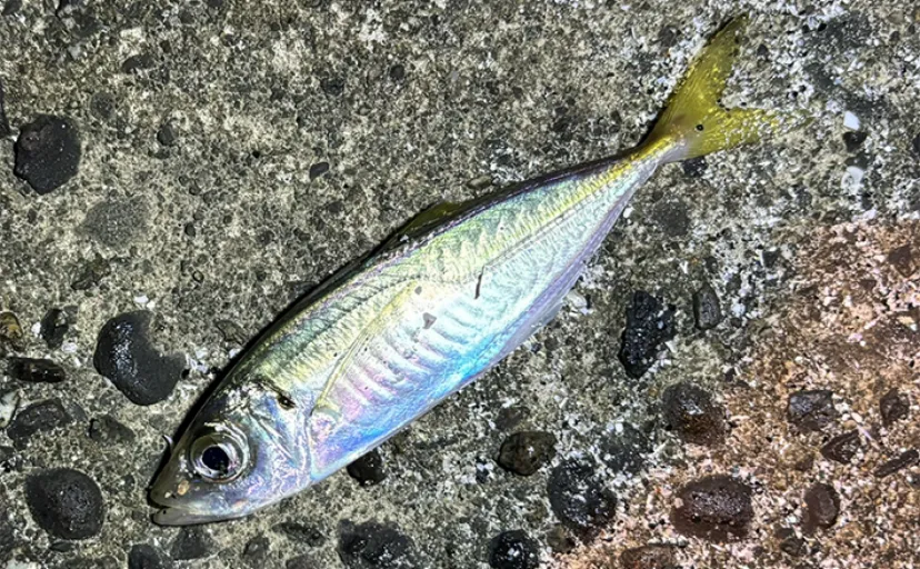 「アジングは難しい」と思っているあなたへ　初めてのアジ爆釣でわかったこと