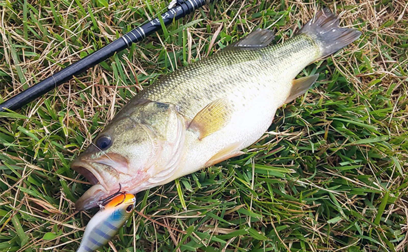 2日連続ブラックバス釣行で50cm超えにスモールマウスバスもキャッチ【三重】 | アウトドア | カーライフ・カー用品サイトMOBILA（モビラ）