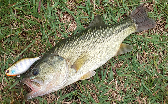2日連続ブラックバス釣行で50cm超えにスモールマウスバスもキャッチ