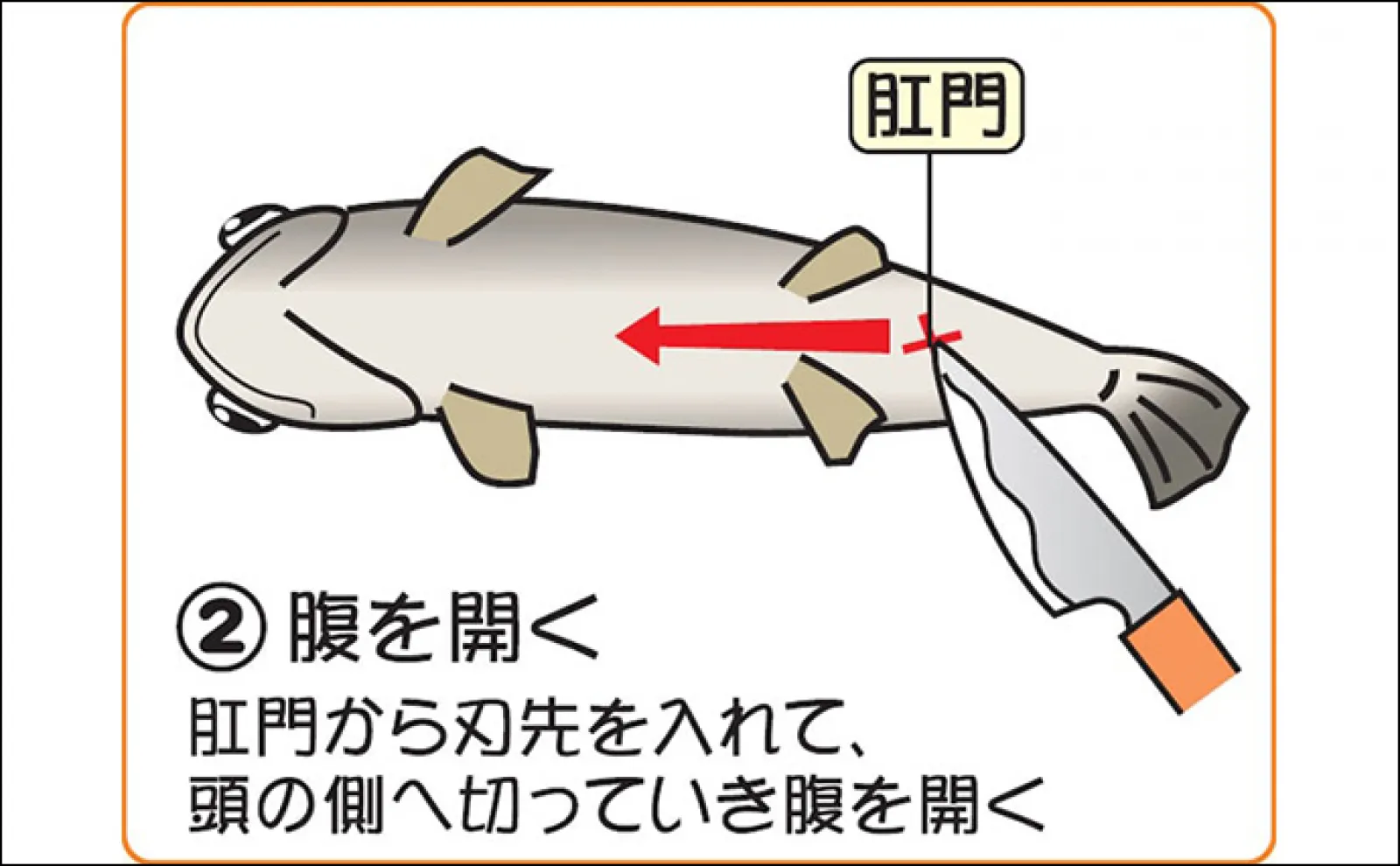 釣ったニジマスの持ち帰り方【6つのステップ】 神経締めや血抜きは必要?