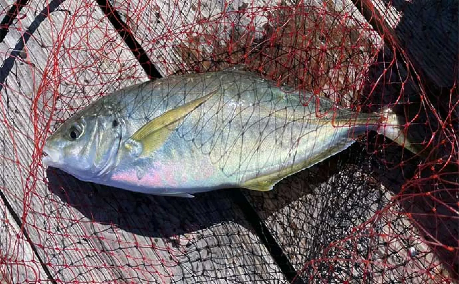 海釣り初心者が海上釣り堀でマダイにイサキ手中【三重・傳八屋】自作エサが奏功?