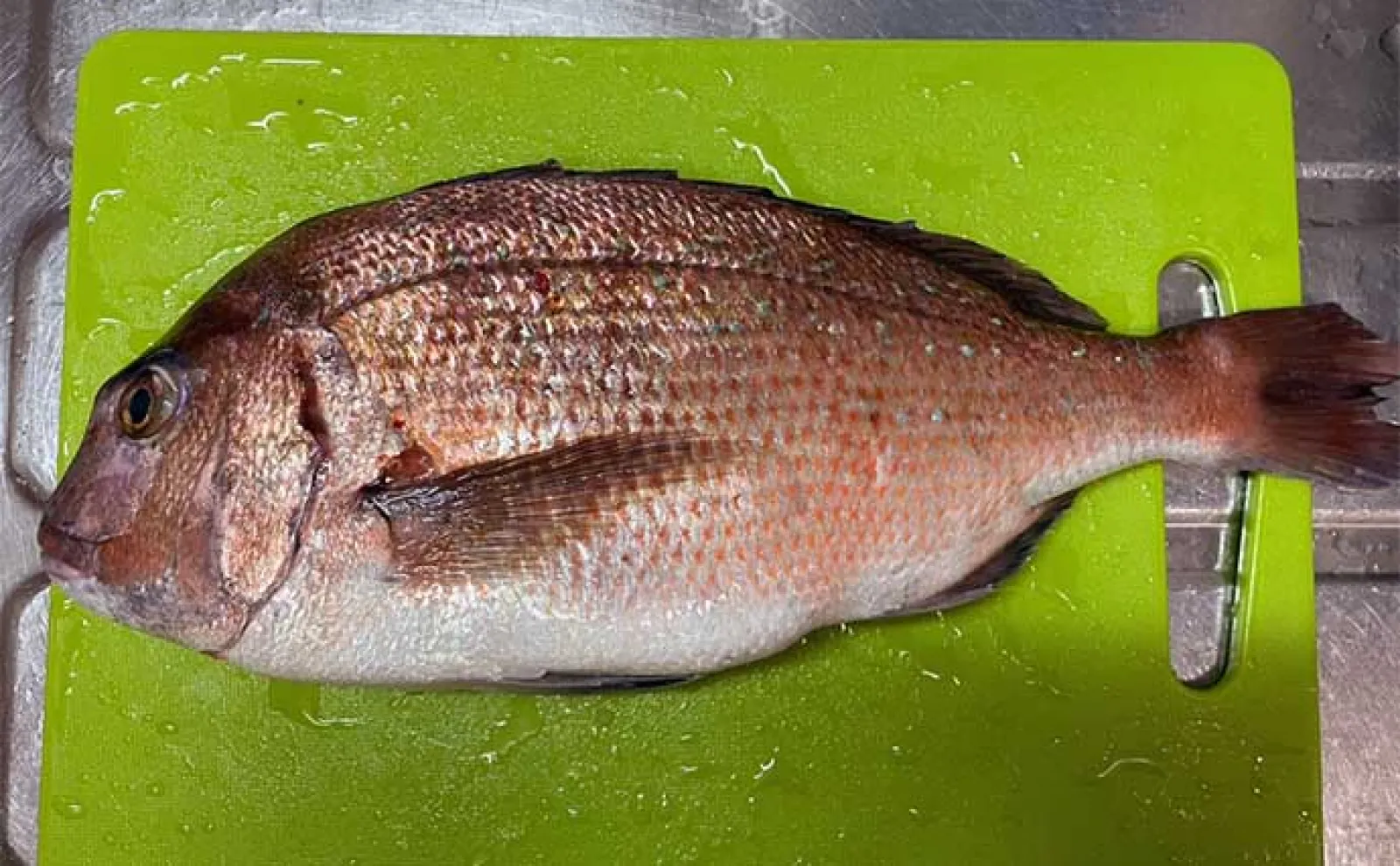 海釣り初心者が海上釣り堀でマダイにイサキ手中【三重・傳八屋】自作エサが奏功?