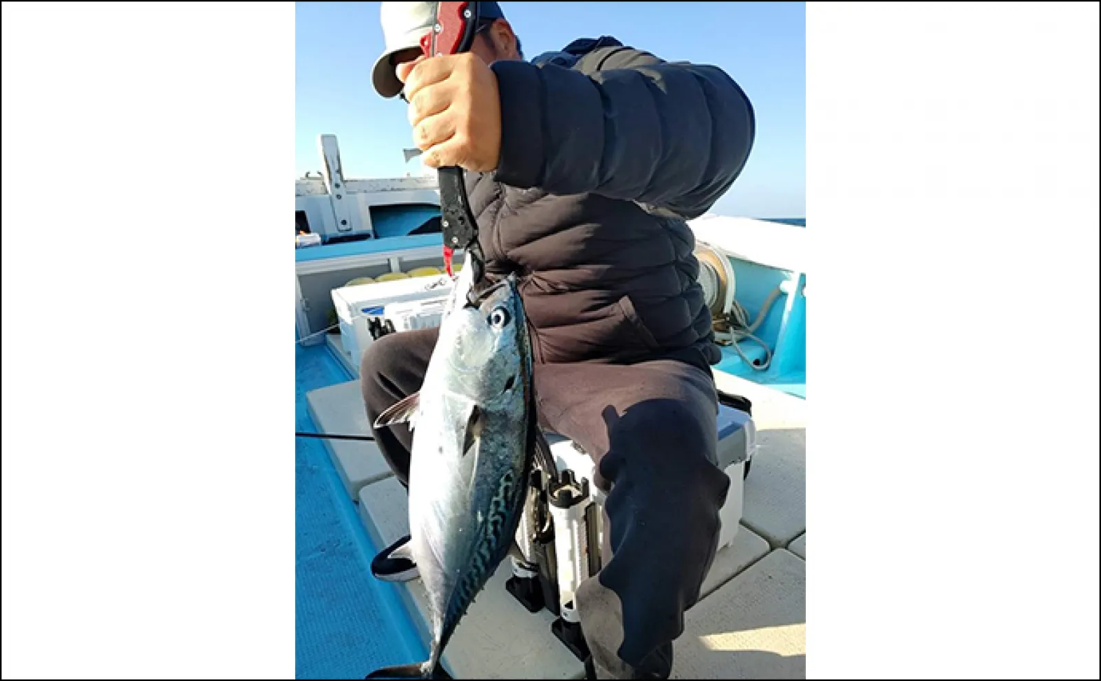 【釣果速報】ドリームジャンボ!33.94kg超大型ヒラマサ浮上(福岡)