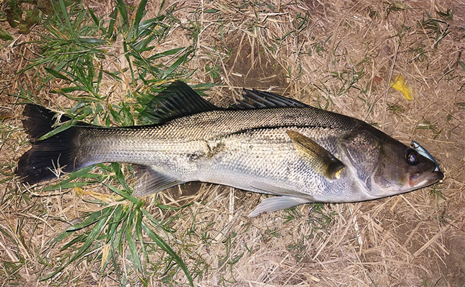 冬の陸っぱりルアーシーバス釣行にはバイブレーションが有効 根掛かりには要注意