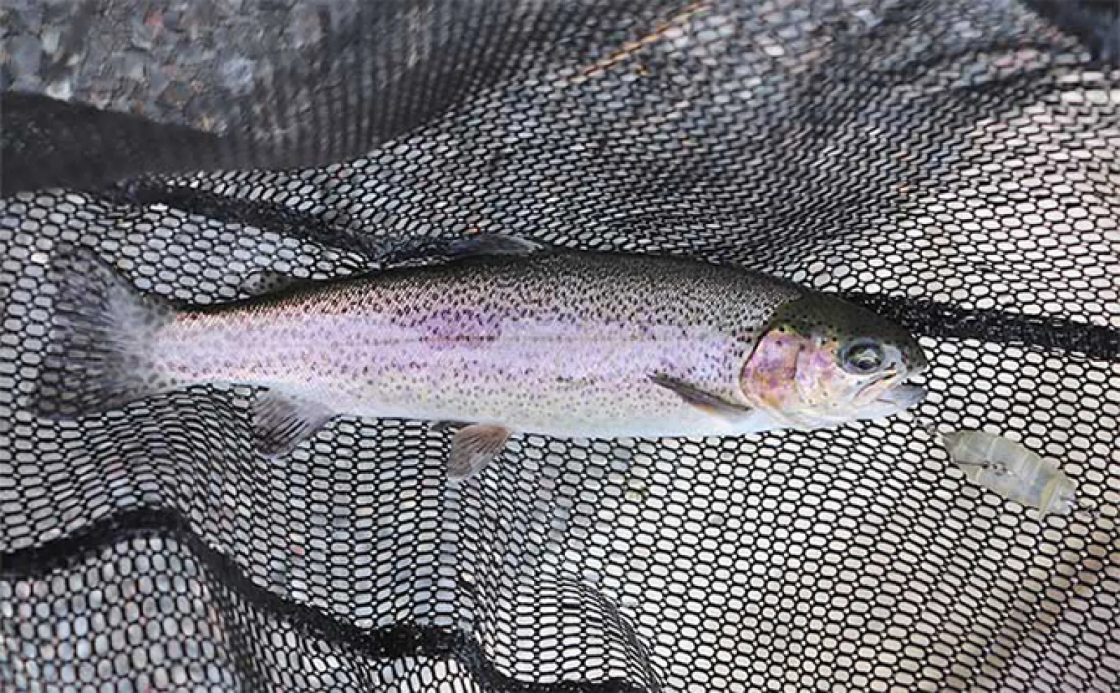 釣れる【エリアトラウト用クランク8選】 実績抜群のおすすめルアーを紹介