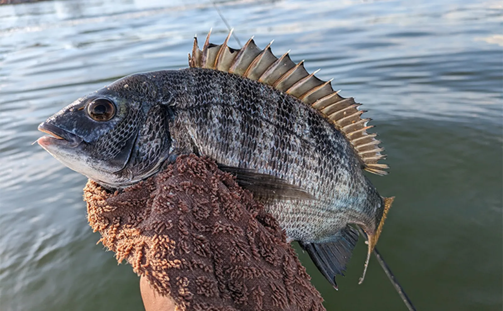清水港のカセ釣りでクロダイ&キビレが連発【静岡】広角釣法が的中