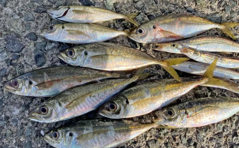 漁港でのアジング釣行で本命の他にカマスにサゴシ登場【福岡・志賀島】