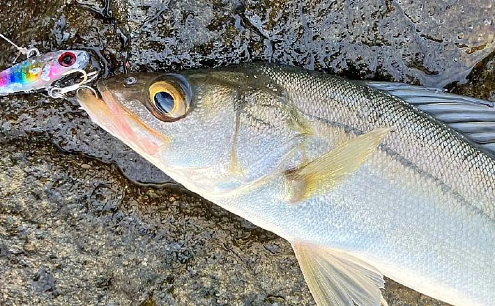 陸っぱりルアーシーバス釣りでセイゴ級を数釣り【中海】スピンテール