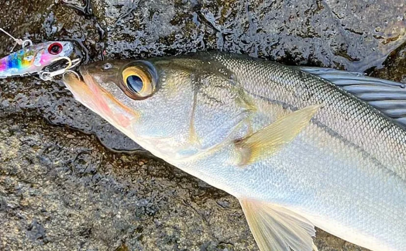 陸っぱりルアーシーバス釣りでセイゴ級を数釣り【中海】スピンテールジグで攻略
