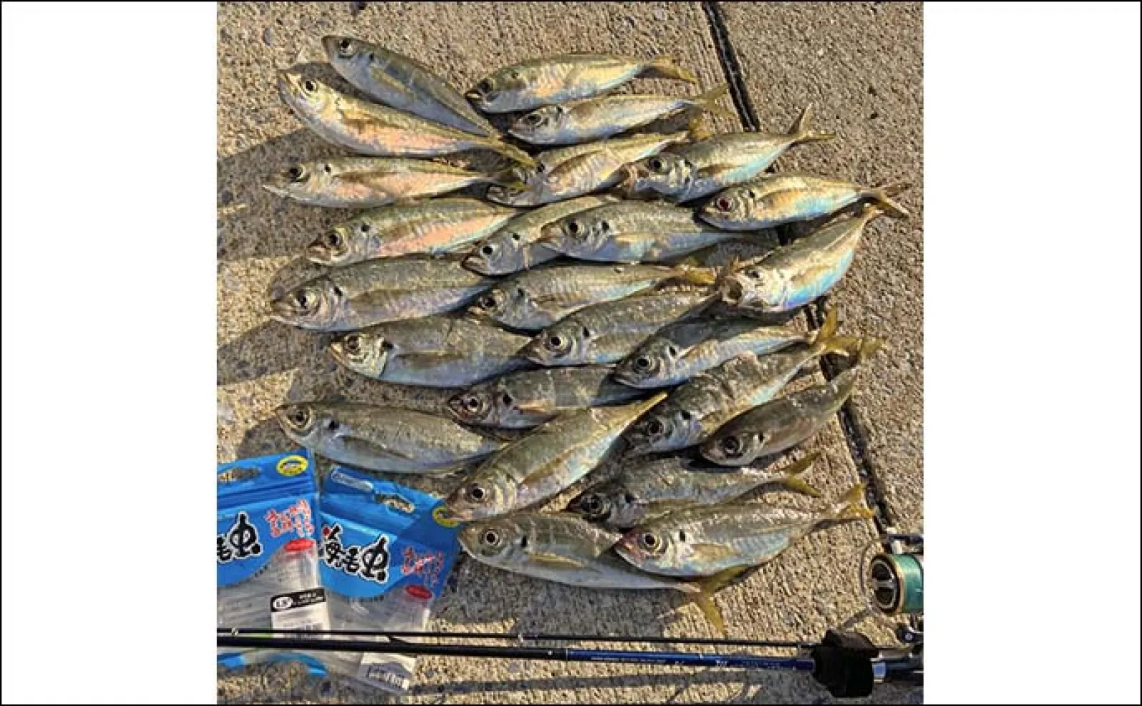 堤防アジング釣行で25cm頭に良型アジ連発【福岡・志賀島】数釣りのキモは?