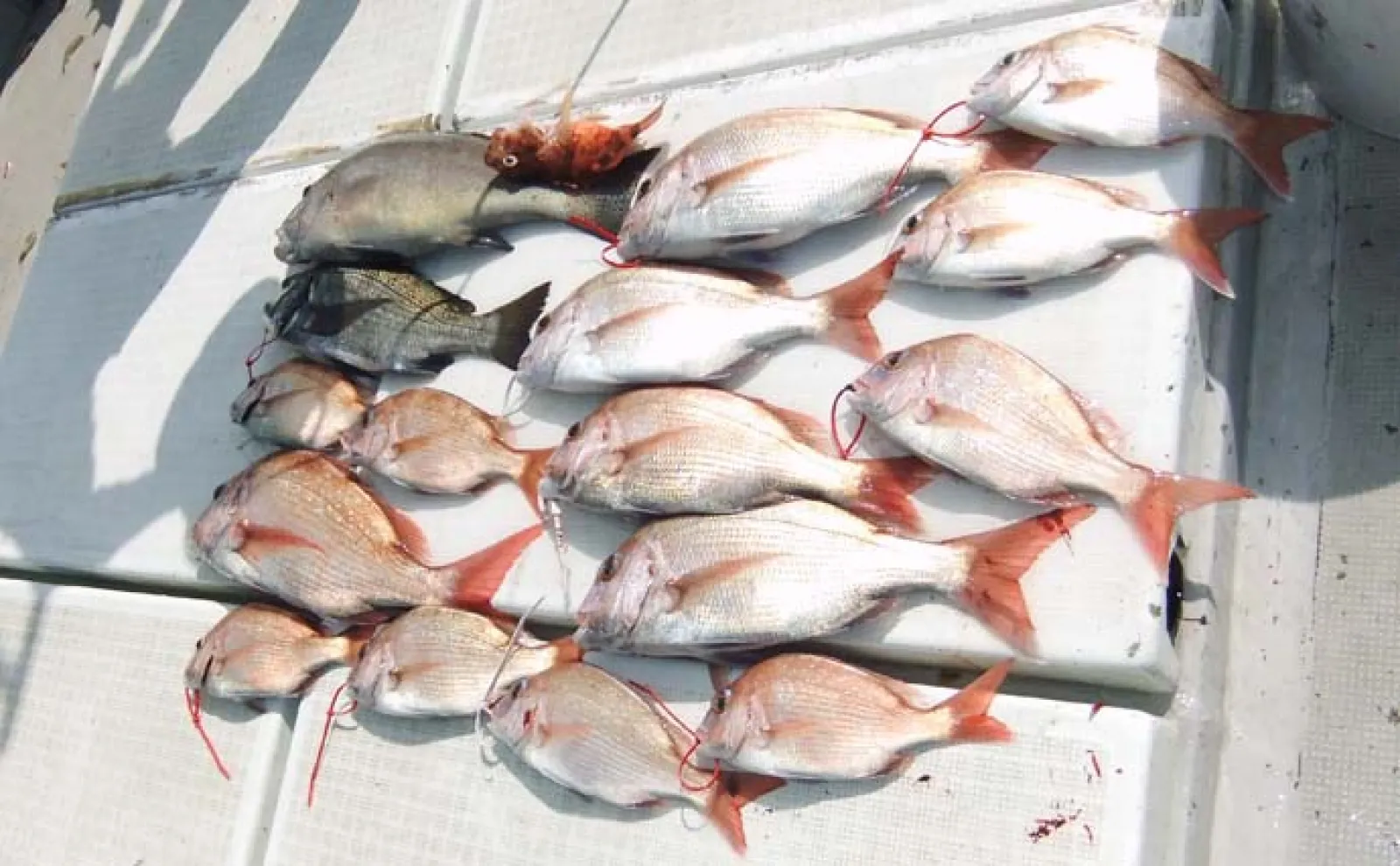 タイラバ&テンヤ釣りでマダイ連打【熊本・湯島】ビッグヒットのバラしも