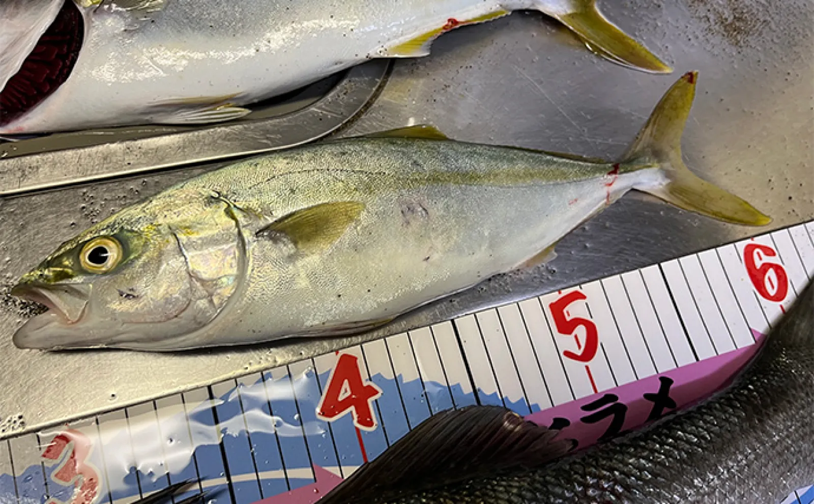 秋田のサーフルアー釣行で良型シーバスとイナダをゲット 早起きが釣果の秘訣?