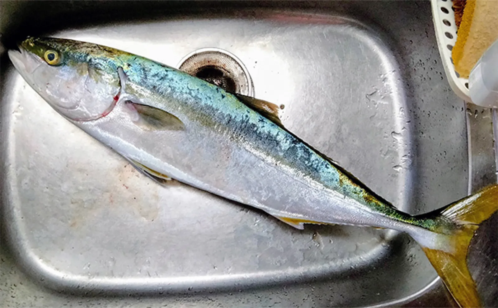 陸っぱりルアー釣りで67cmワラサを手中【青森】シンキングミノーにヒット