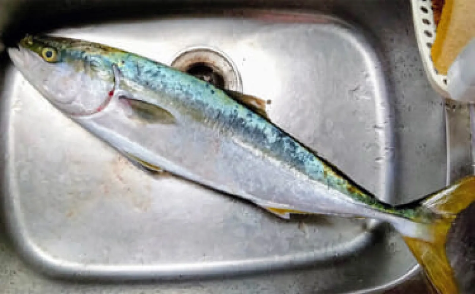 陸っぱりルアー釣りで67cmワラサを手中【青森】シンキングミノーにヒット