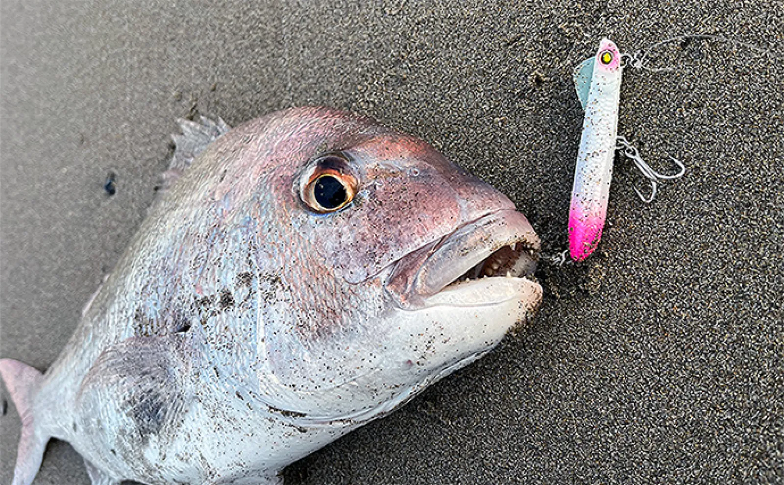 サーフでのルアー釣行で60cm級マダイに75cmスズキをキャッチ【秋田
