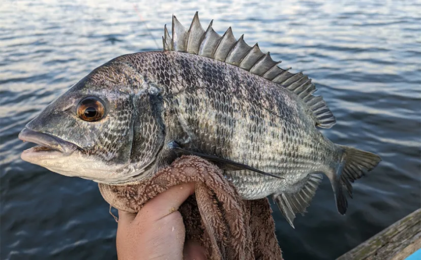 清水港のカセ釣りでクロダイ＆キビレが連発【静岡】広角釣法が的中
