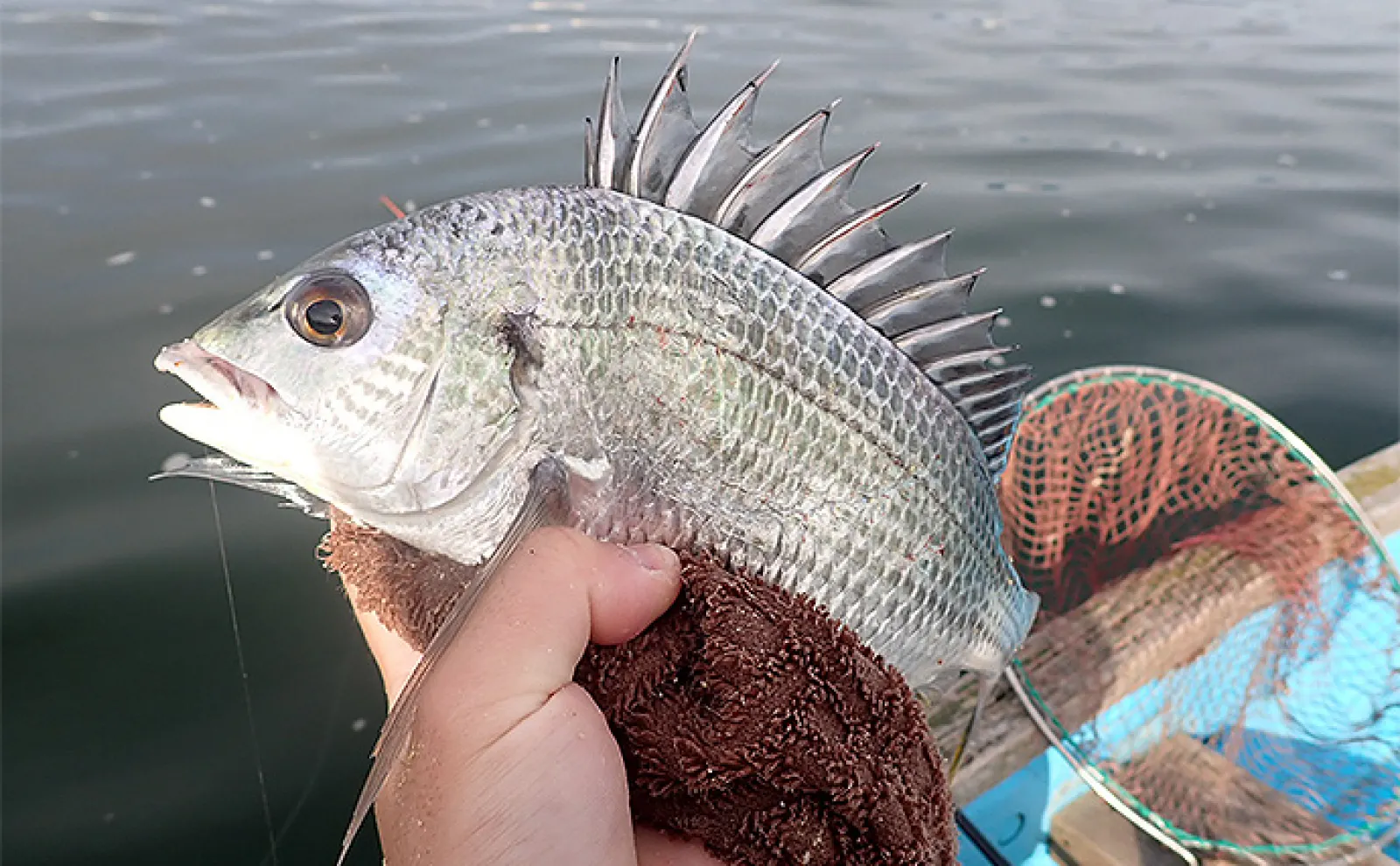 清水港のカセ釣りでクロダイ&キビレが連発【静岡】広角釣法が的中