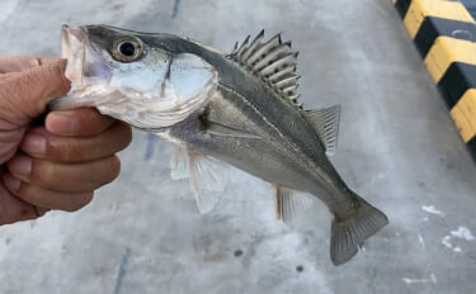 秋の陸っぱりルアー釣りに【ダート系ワームが効果抜群な3つの理由】