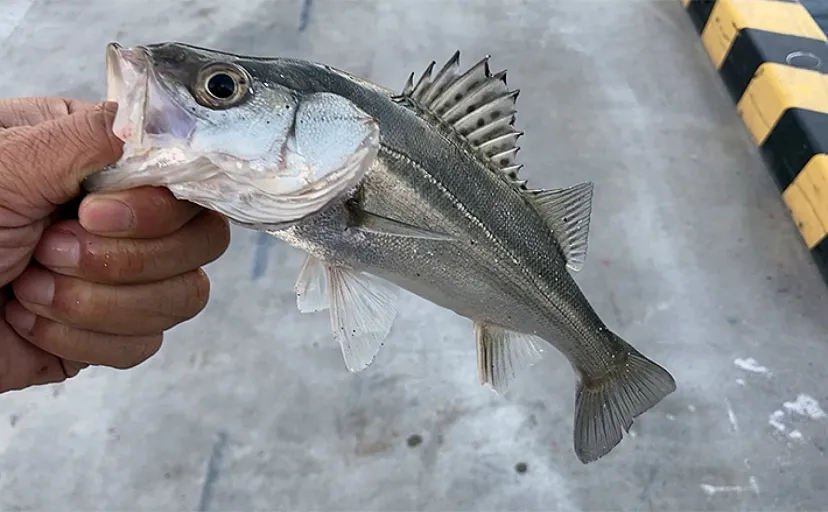 秋の陸っぱりルアー釣りに【ダート系ワームが効果抜群な3つの理由】