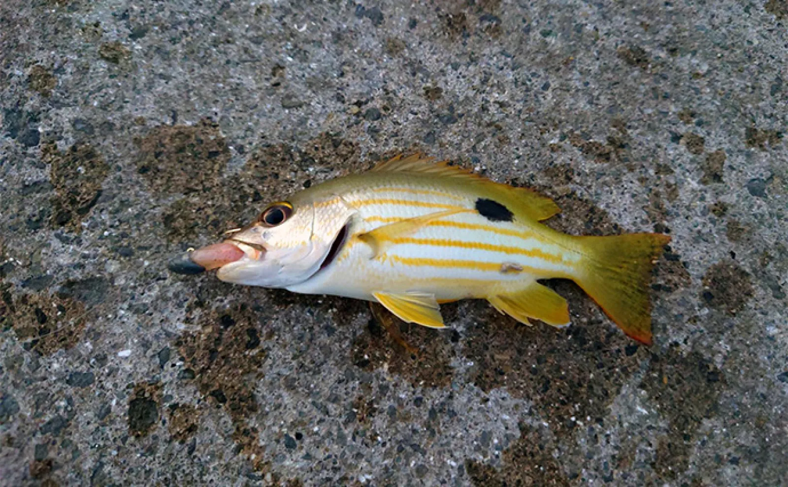 秋の陸っぱりルアー釣りに【ダート系ワームが効果抜群な3つの理由】