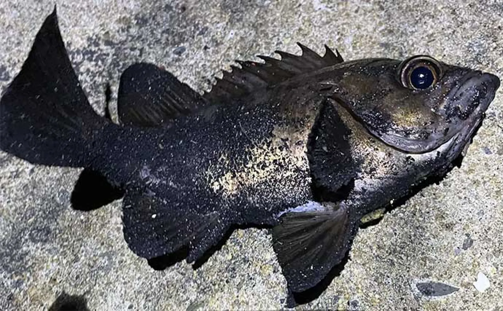 大阪湾メバリング釣行で27cm良型本命と対面 アジの猛攻で数は伸びず