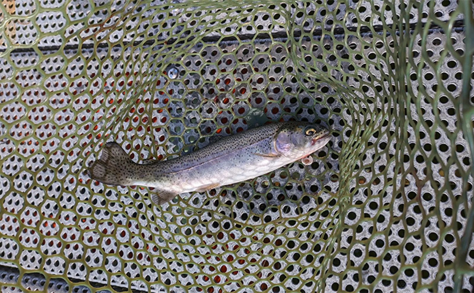 JACKALL BRS-S64UL-LG トラウト アジングロッド 中古 美品 海