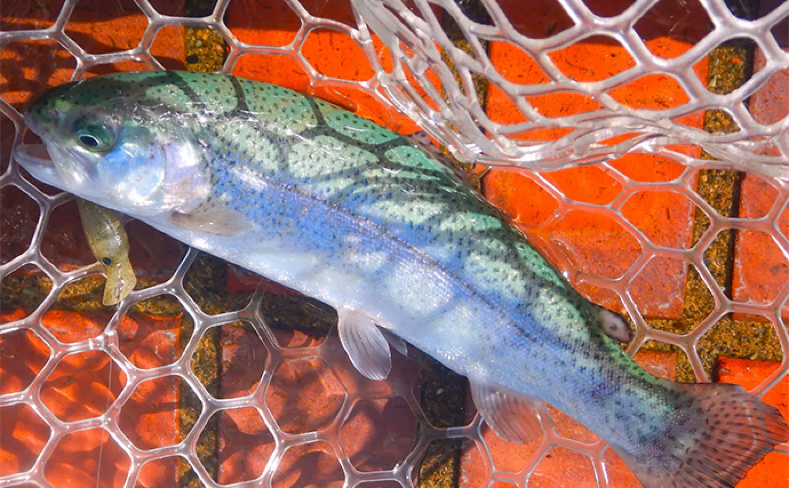 冬に安全に楽しめる【プールトラウトの魅力と注意点】 夏はプールで冬は釣り堀?