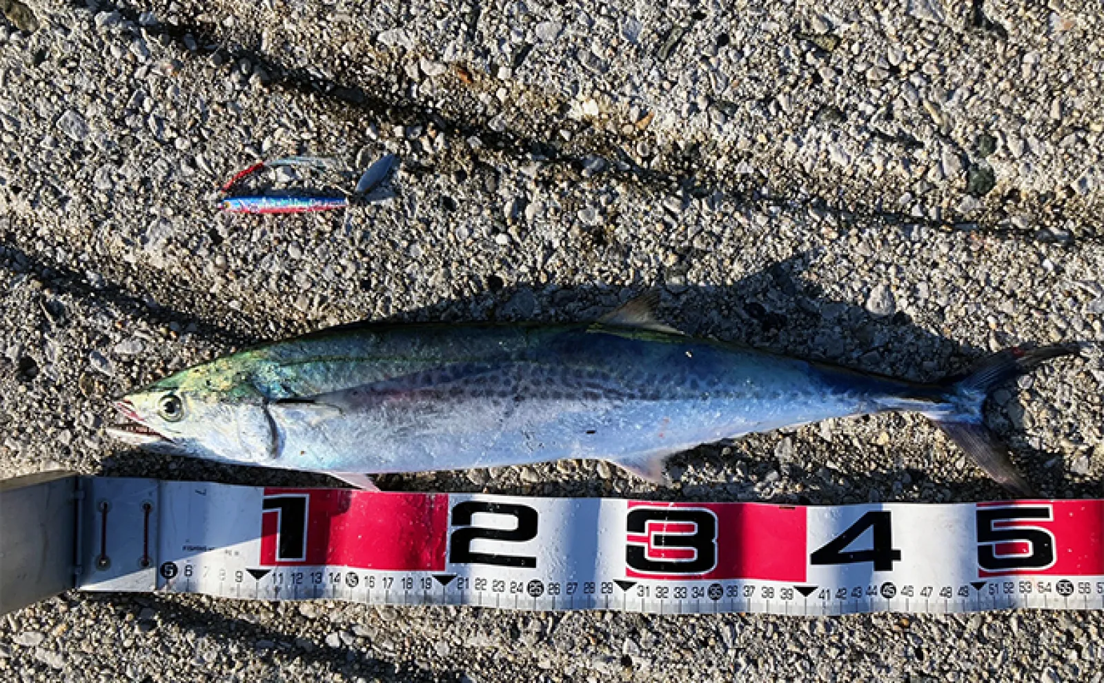 陸っぱりジギング釣行で53cmサゴシ（サワラ）手中【中海】ブレードが