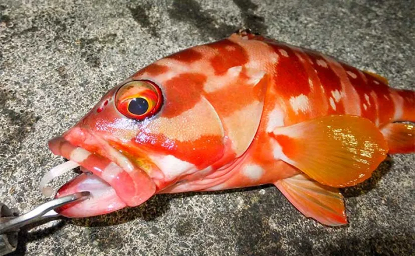 夜の堤防ルアーロックフィッシュ釣行で35cmアカハタ浮上【南伊豆・妻良港】