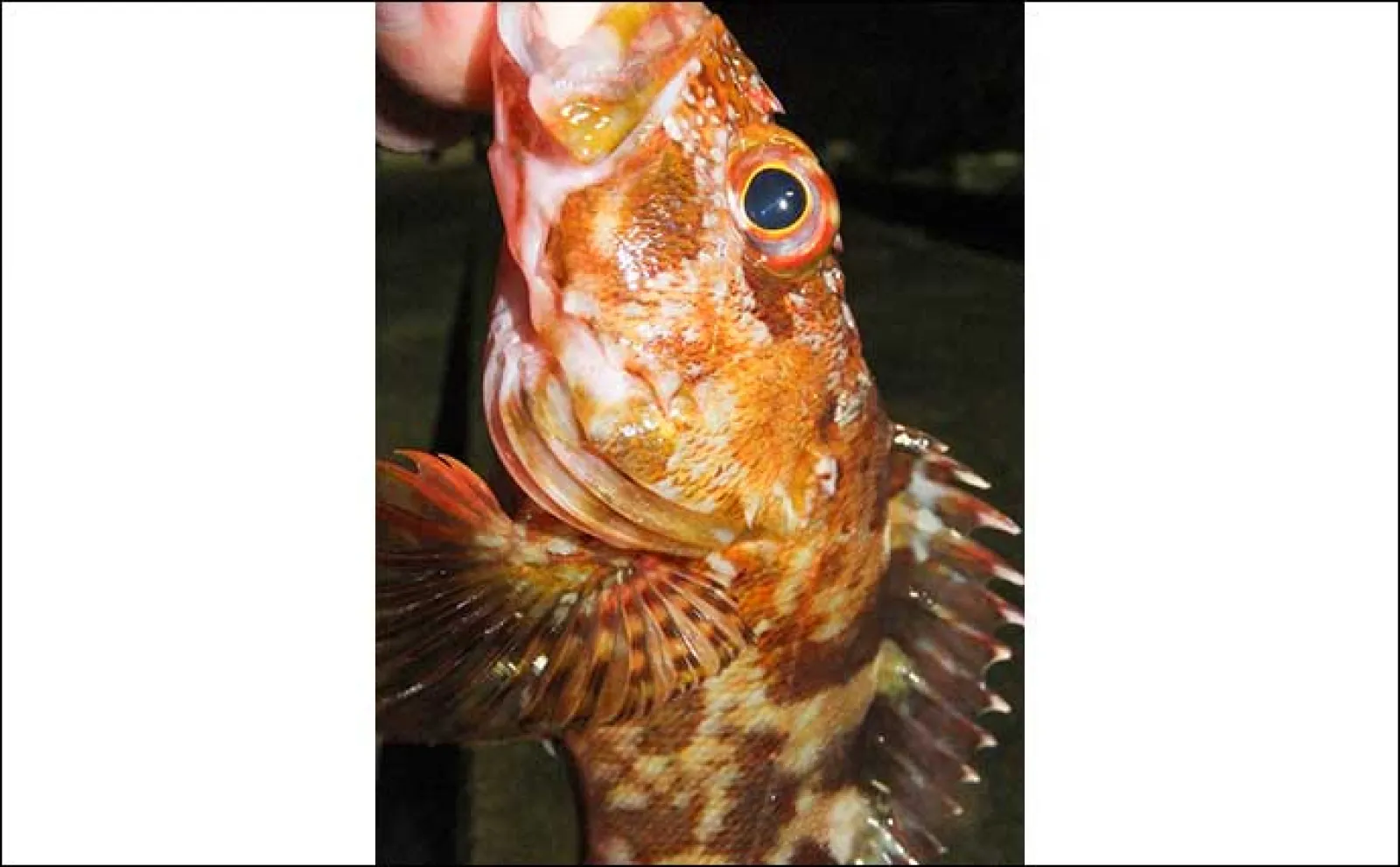 夜の堤防ルアーロックフィッシュ釣行で35cmアカハタ浮上【南伊豆・妻良港】