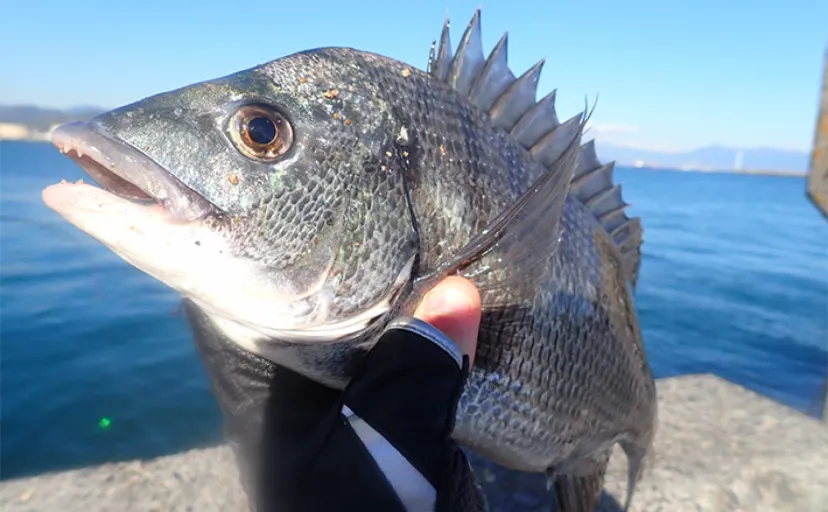 三浦半島「諸磯」でのフカセ釣りで36cm頭にメジナ10尾キャッチ【神奈川